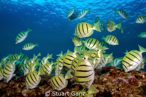Convict Tangs by Stuart Ganz 